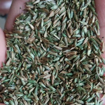 牛夕牛膝种子包发芽产地直销提供种植技术欢迎选购