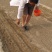 牛夕牛膝种子包发芽产地直销提供种植技术欢迎选购