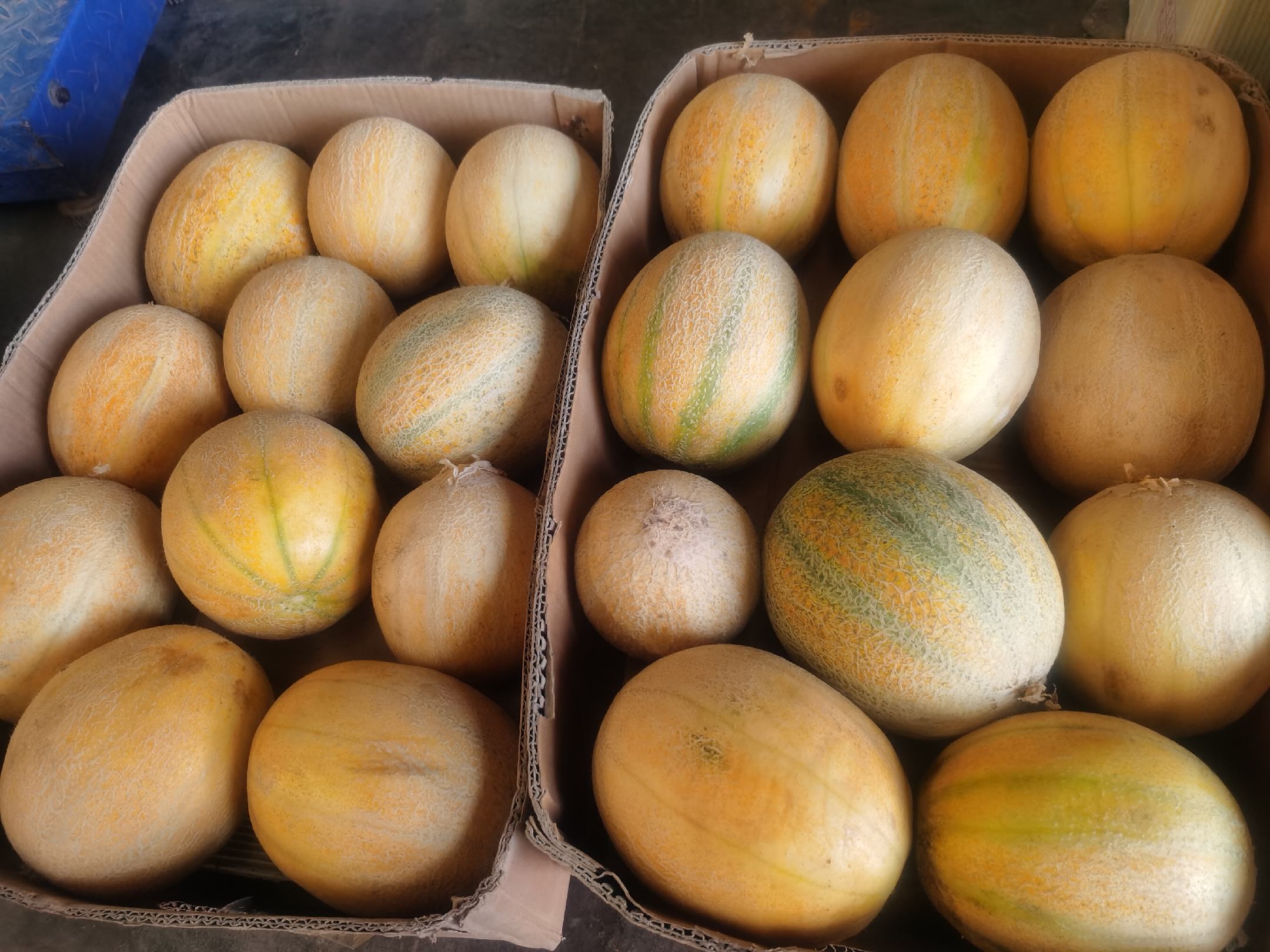 轮台小白杏果园全景