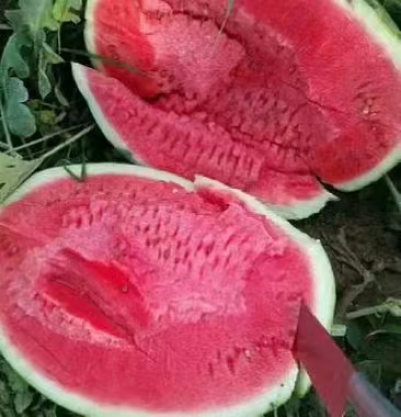 绿宝新育成沙漠一号西瓜种子，皮薄大果大红双红瓤硒沙瓜种子