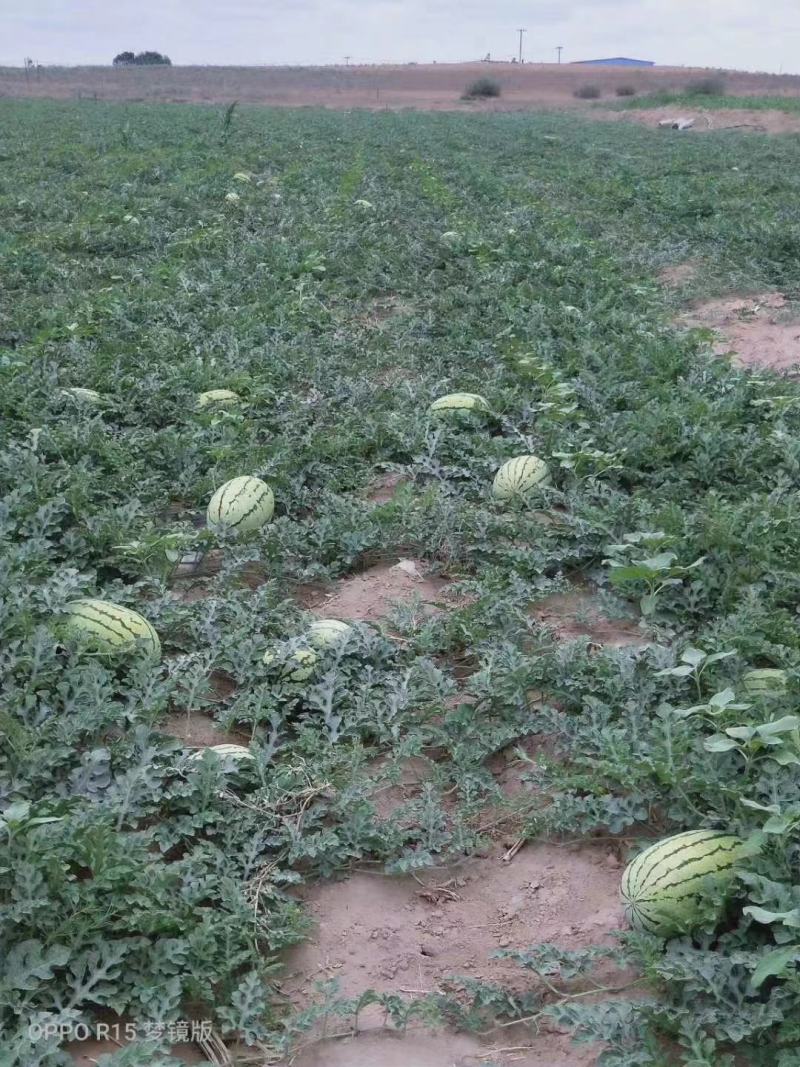 绿宝新育成沙漠一号西瓜种子，皮薄大果大红双红瓤硒沙瓜种子