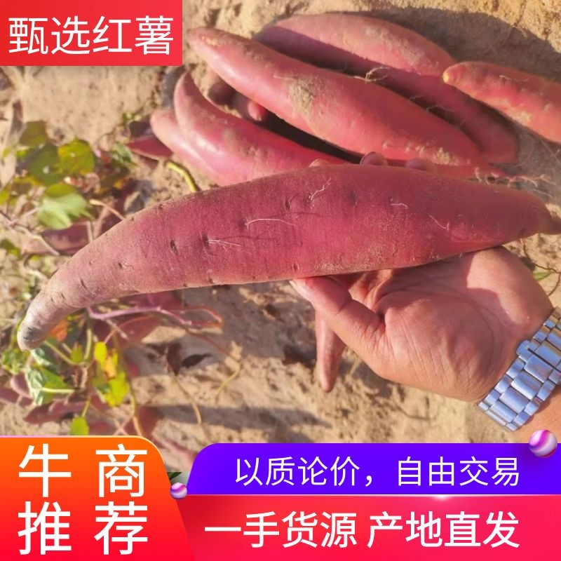 广东红薯，西瓜红货源充足稳定，交通便利欢迎选购看货方便