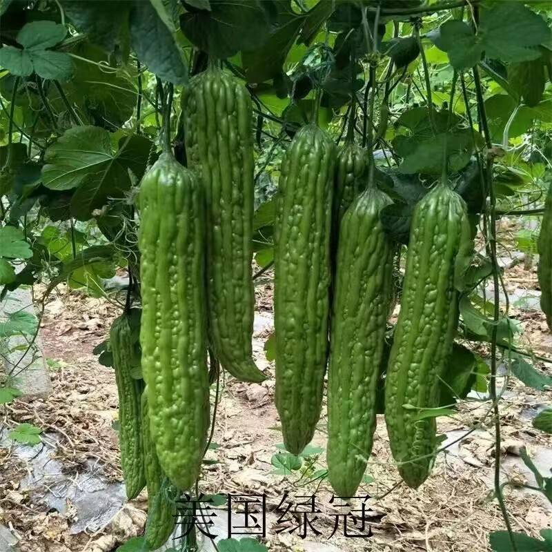 美国苦瓜种子高产抗病适应性强