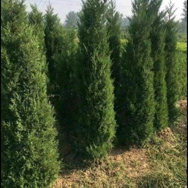 塔柏(蜀侩)塔柏苗四季常青规格齐全基地直销