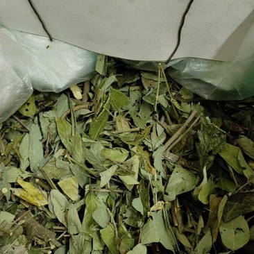 饿蚂蝗，产地直销，大货供应