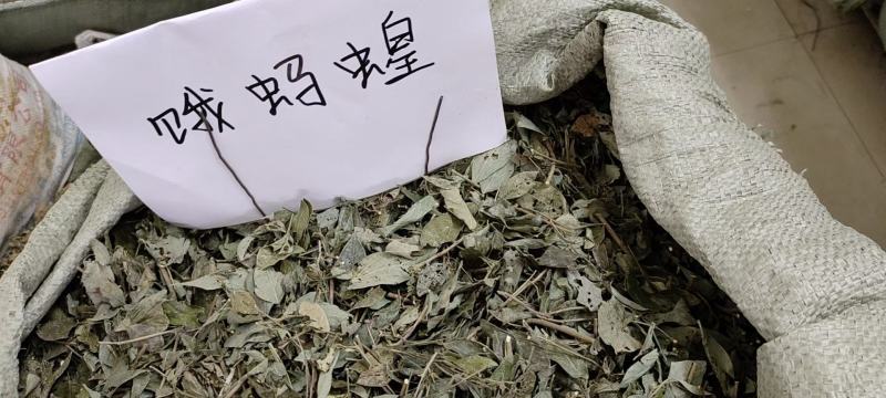 饿蚂蝗，产地直销，大货供应