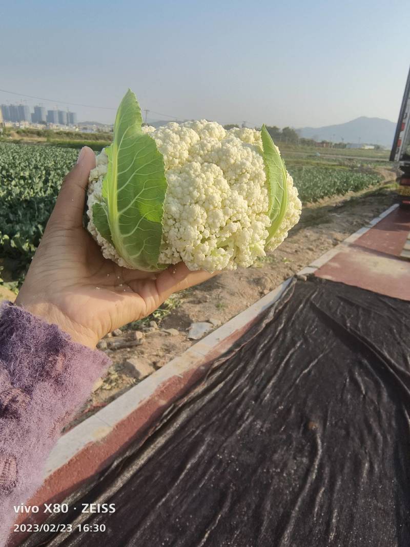 精品有机花菜万亩基地大量供应中，产地一手货源