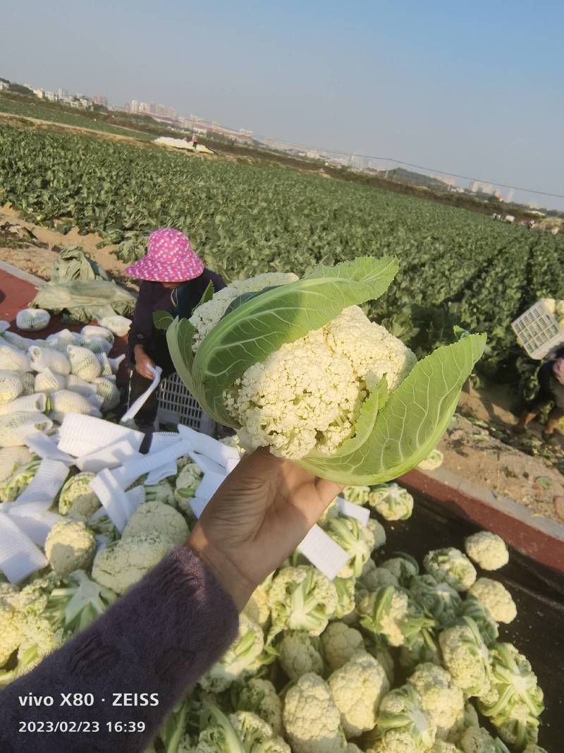 精品有机花菜万亩基地大量供应中，产地一手货源