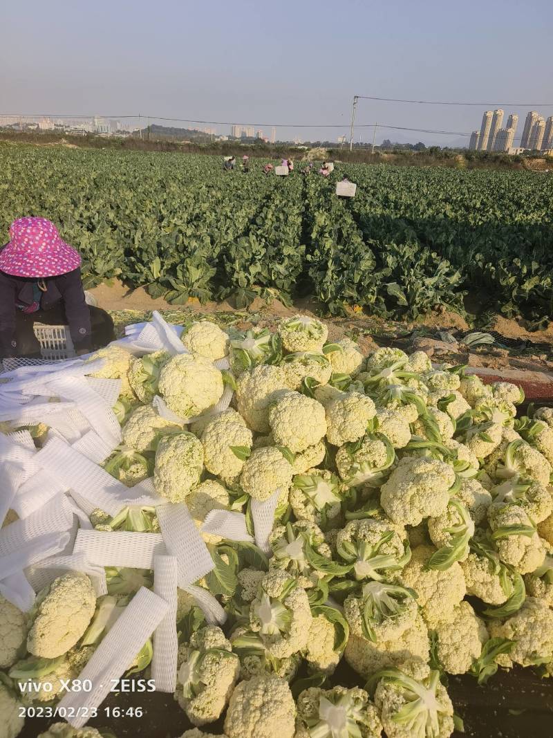 精品有机花菜万亩基地大量供应中，产地一手货源