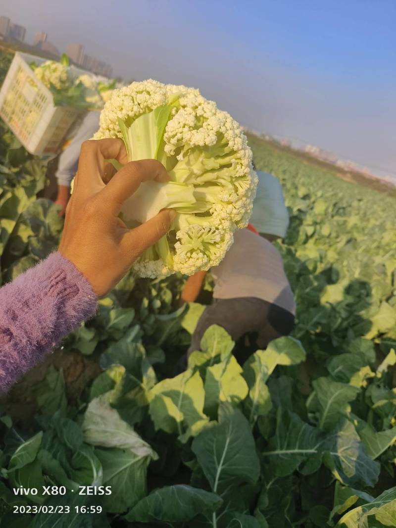 精品有机花菜万亩基地大量供应中，产地一手货源