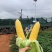 甜糯玉米，白糯，彩糯，黄甜一手货源产地供货对接电商市场