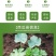 美都嫁接苗抗重茬苗子健壮根系发达包技术指导