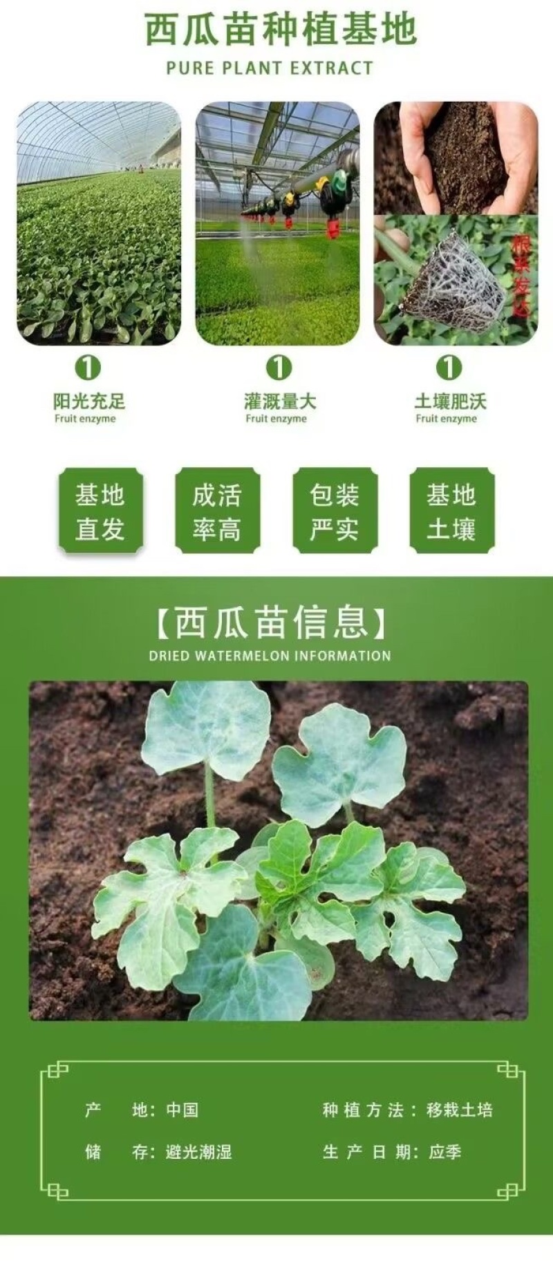 美都嫁接苗抗重茬苗子健壮根系发达包技术指导