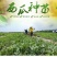 美都嫁接苗抗重茬苗子健壮根系发达包技术指导