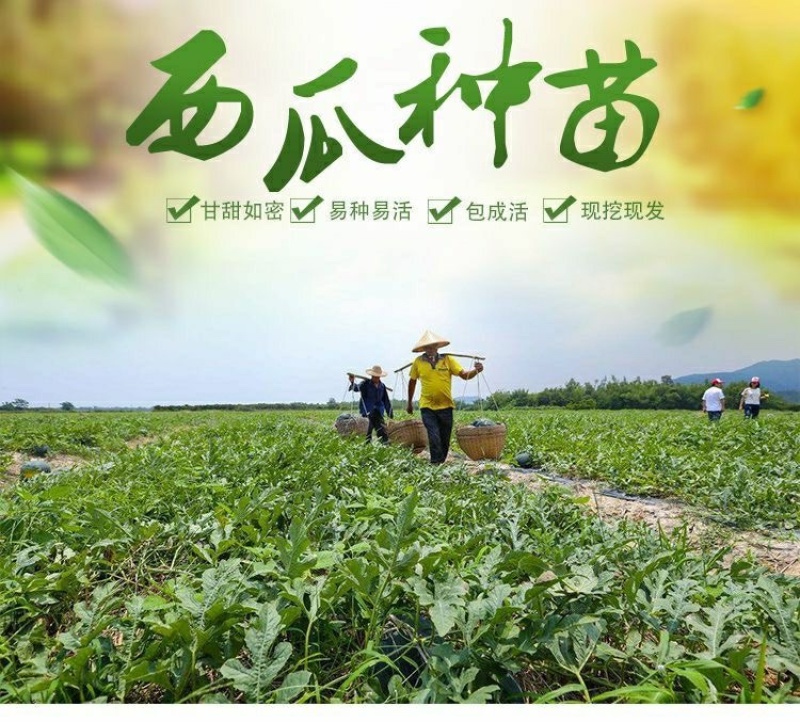 美都嫁接苗抗重茬苗子健壮根系发达包技术指导