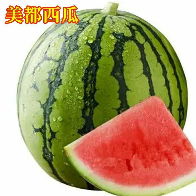 美都嫁接苗抗重茬苗子健壮根系发达包技术指导