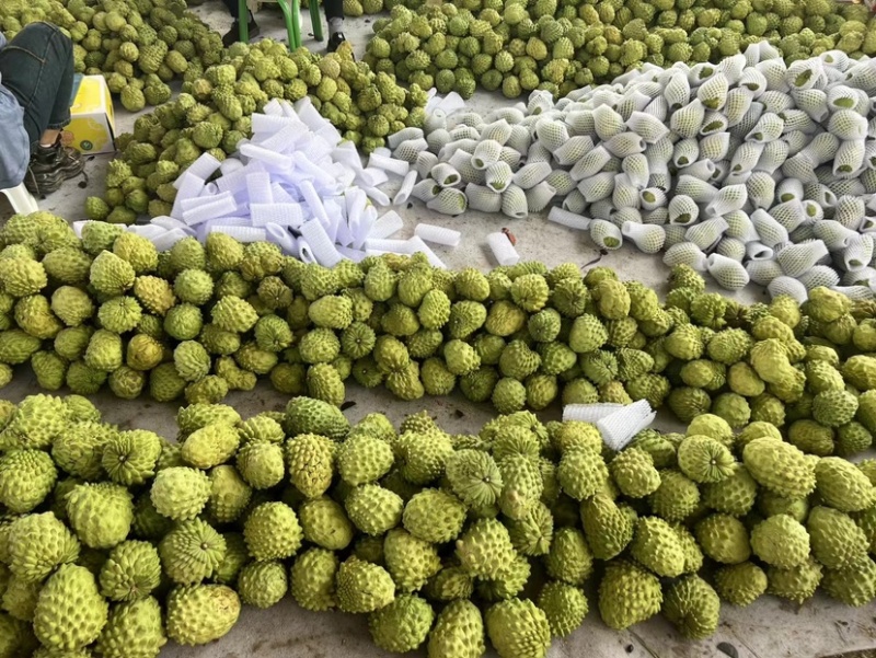 释迦果