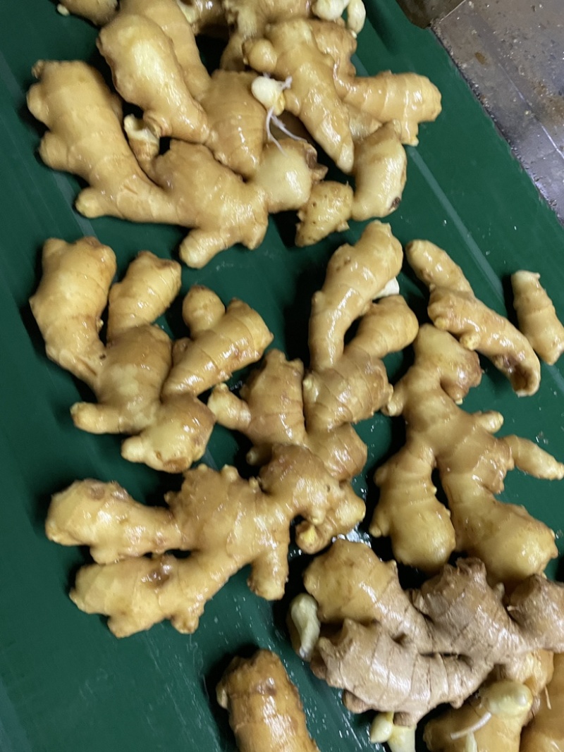 生姜产地直发代存代卖，质量好支持全国发货山东大姜批发价低
