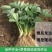 四季草莓苗南北方当年结果树苗红颜奶油章姬草莓苗种植