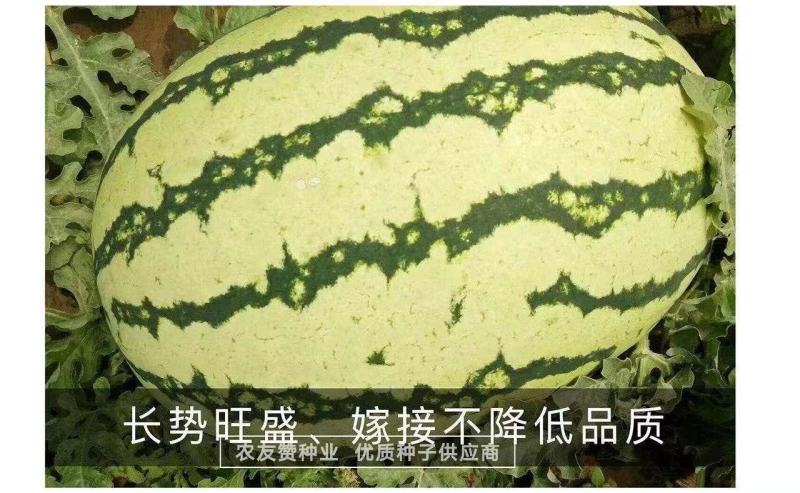 西农八号西瓜种子高产抗病耐重茬大果椭圆形西瓜种籽中晚熟