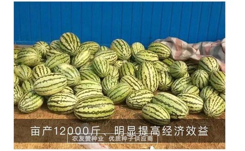 西农八号西瓜种子高产抗病耐重茬大果椭圆形西瓜种籽中晚熟