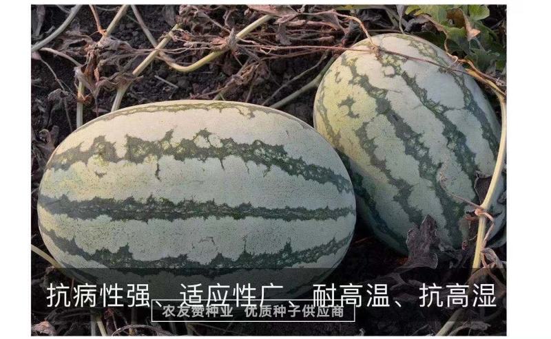 西农八号西瓜种子高产抗病耐重茬大果椭圆形西瓜种籽中晚熟