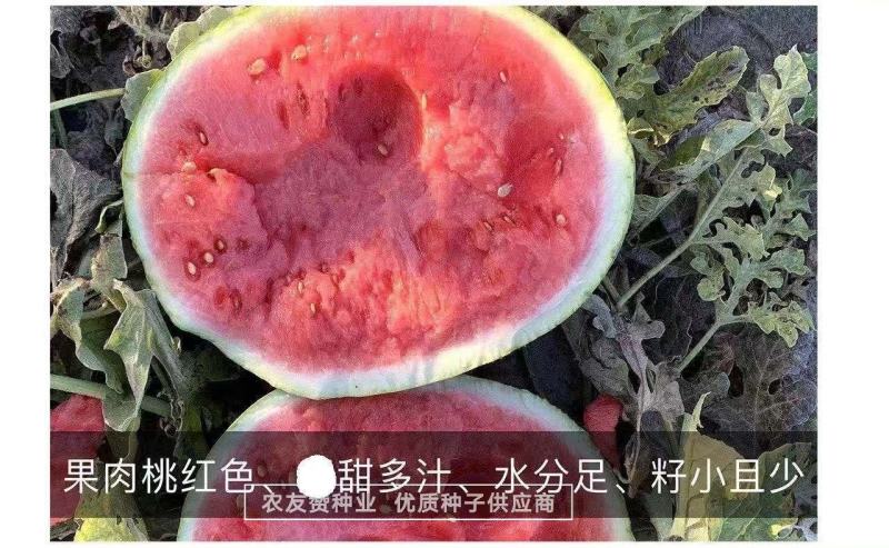 西农八号西瓜种子高产抗病耐重茬大果椭圆形西瓜种籽中晚熟