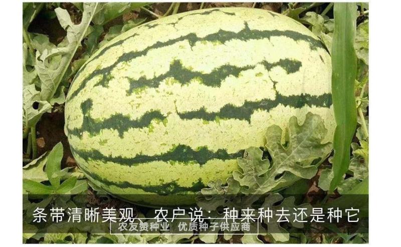 西农八号西瓜种子高产抗病耐重茬大果椭圆形西瓜种籽中晚熟
