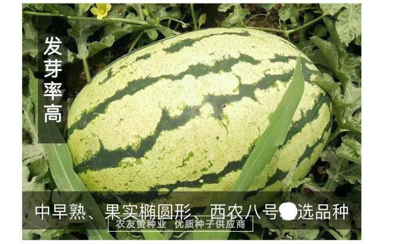 西农八号西瓜种子高产抗病耐重茬大果椭圆形西瓜种籽中晚熟