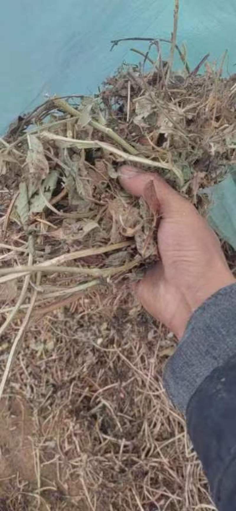 【精选】花生秧草料一手货源供货量大价格实惠优质货源