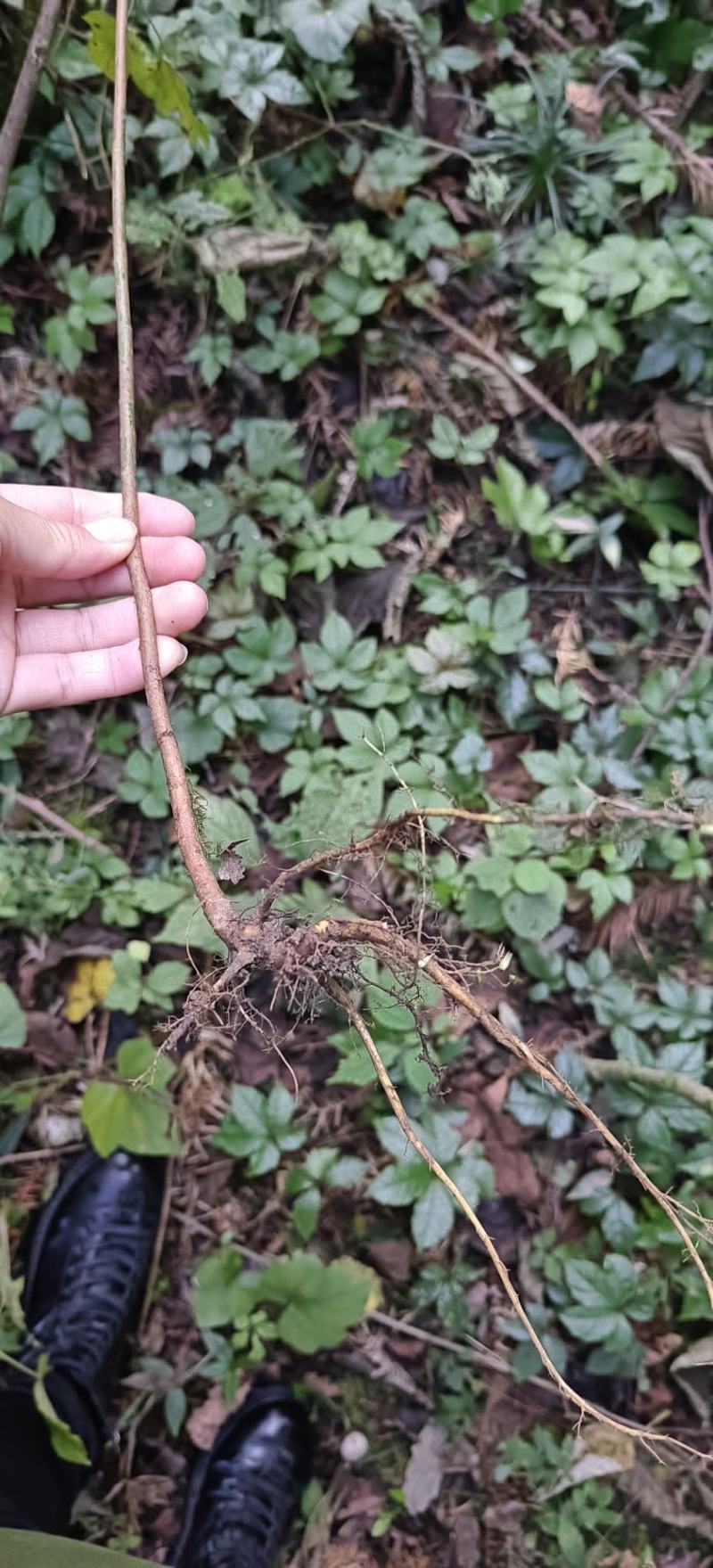 野生白花牛奶根干货