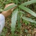 野生白花牛奶根干货