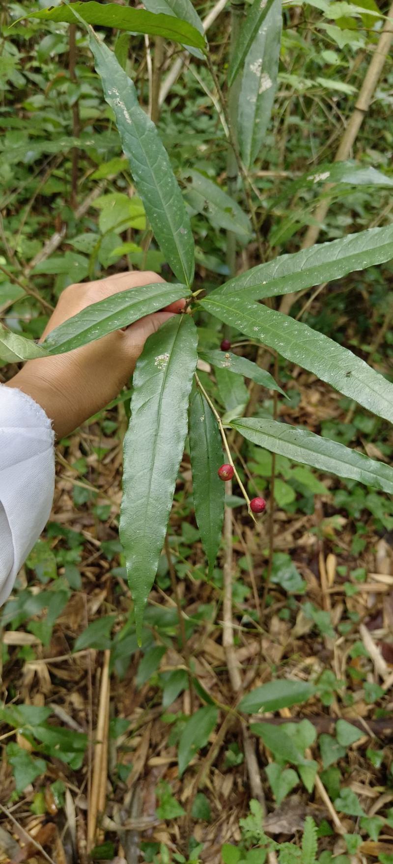 野生白花牛奶根干货