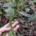 野生白花牛奶根干货