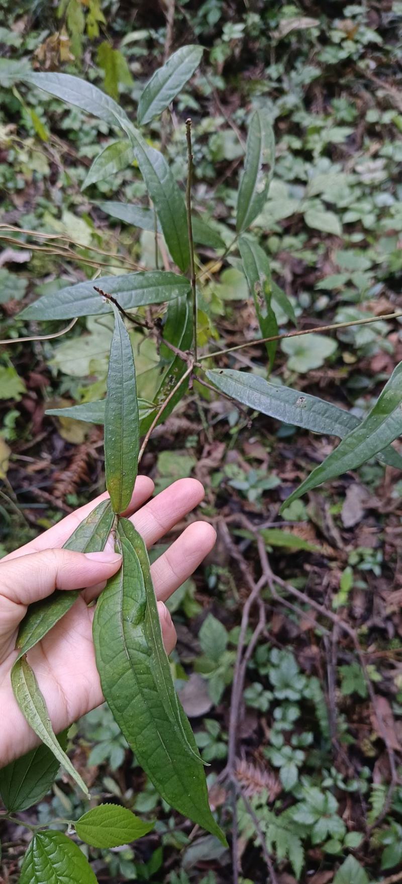 野生白花牛奶根干货