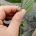 野生白花牛奶根干货