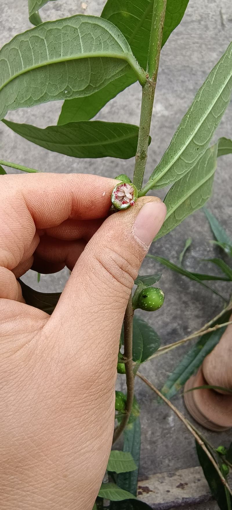野生白花牛奶根干货