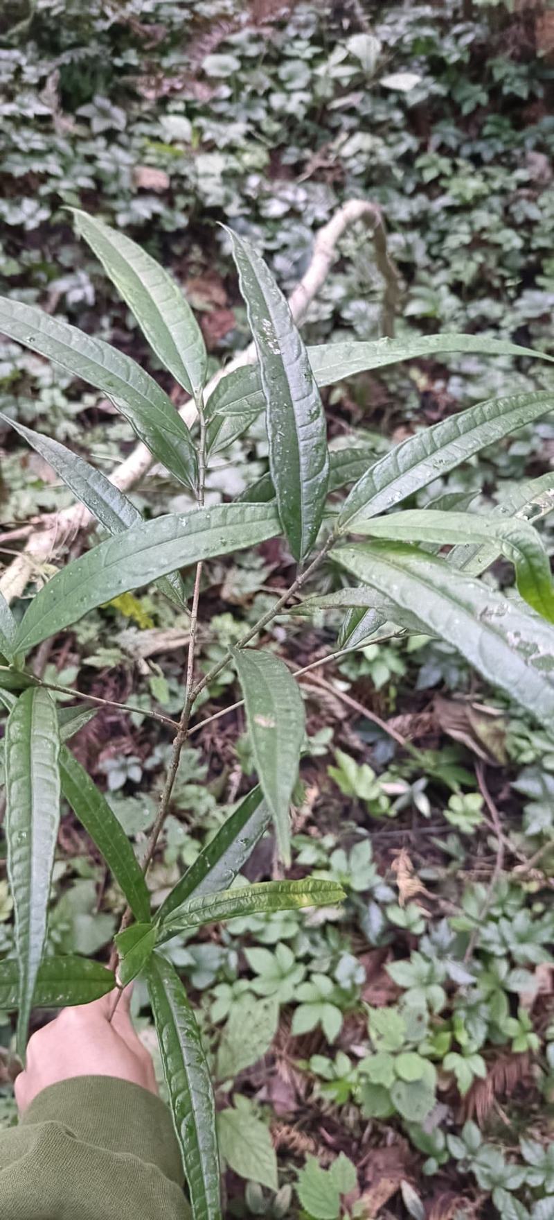 野生白花牛奶根干货
