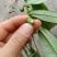 野生白花牛奶根干货
