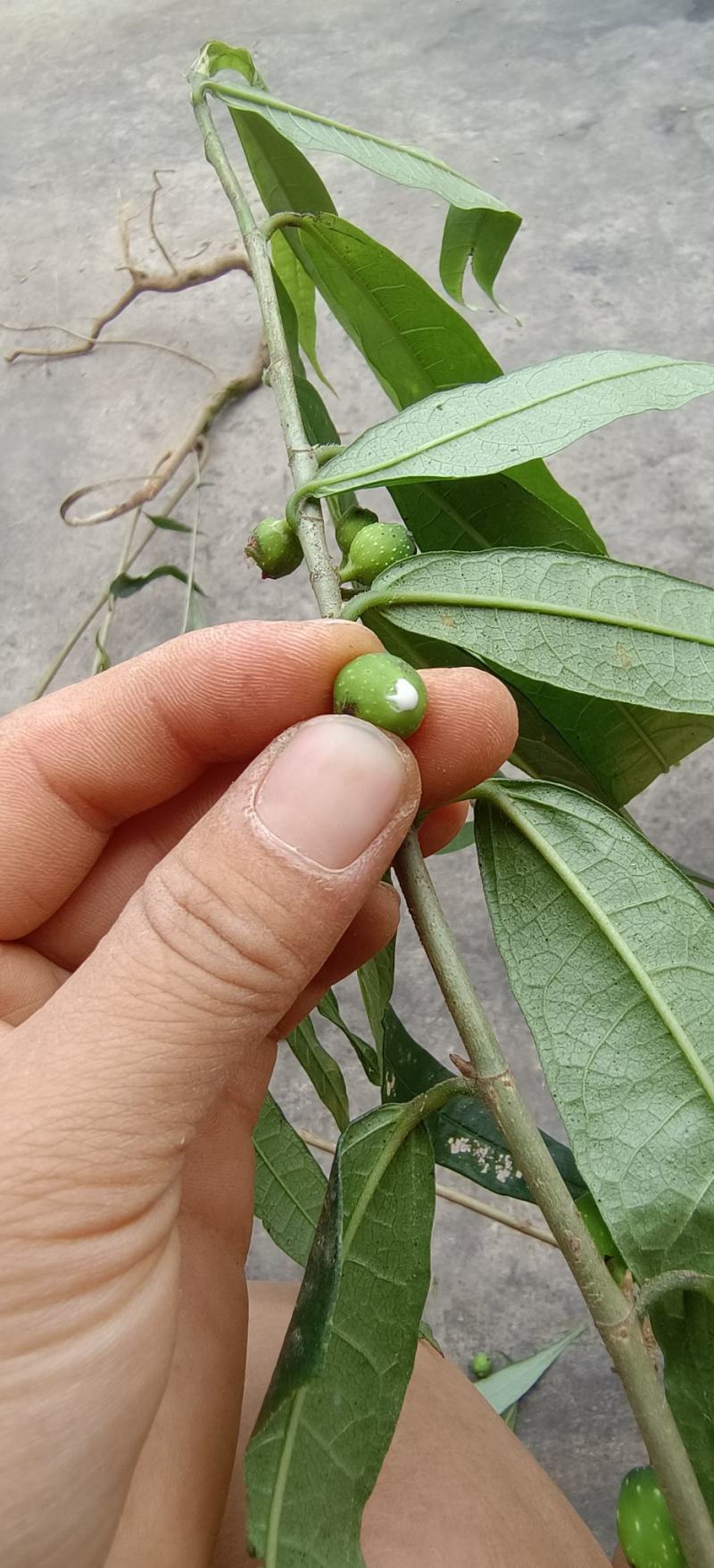 野生白花牛奶根干货