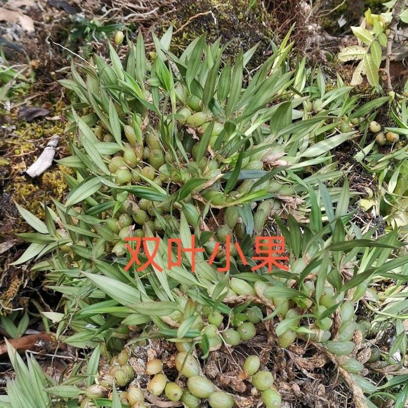 云南源产地新鲜石橄榄（双叶小果）中草药批发包邮