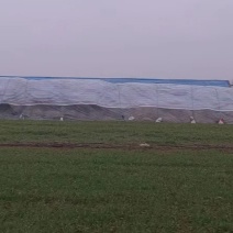 花生秧牛羊马草料易吸收无土无膜压块揉丝优质好货