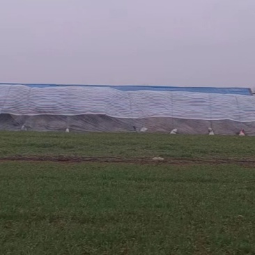 花生秧牛羊马草料易吸收无土无膜压块揉丝优质好货