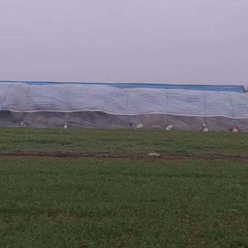 花生秧牛羊马草料易吸收无土无膜压块揉丝优质好货