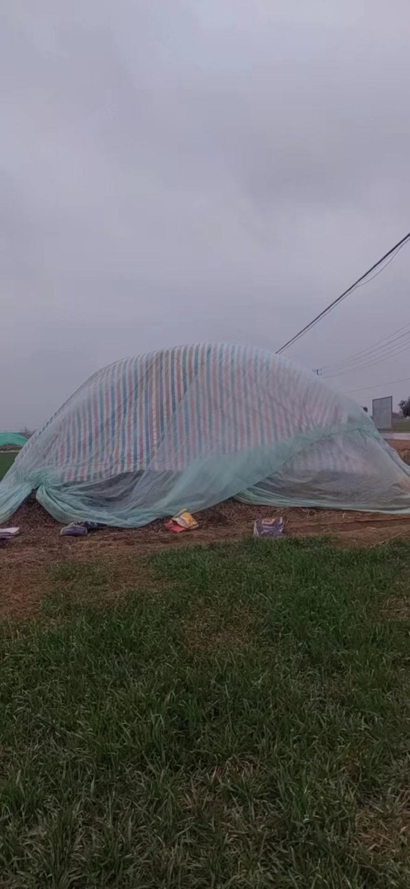 江苏优质花生秧一手货源量大从优可视频看货全国发货
