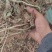 江苏优质花生秧一手货源量大从优可视频看货全国发货