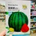 墨绿皮麒麟西瓜种子耐重茬墨麒麟2号西瓜种籽瓜皮薄不易裂瓜