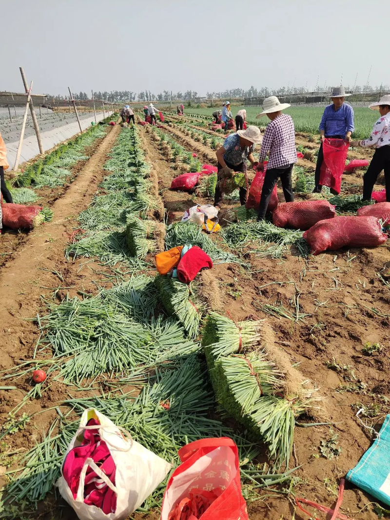 铁杆育苗基地，葱苗晚抽系列的好品种上市。品种齐全质量好
