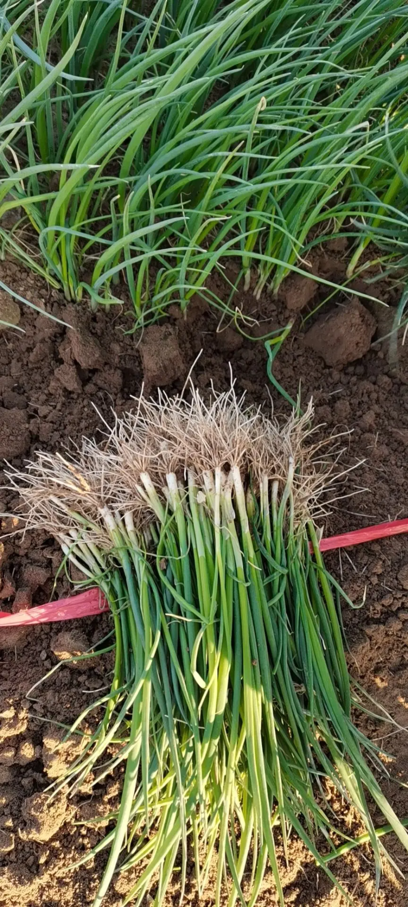 铁杆育苗基地，葱苗晚抽系列的好品种上市。品种齐全质量好