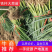 【精品】铁杆大葱苗，大葱育苗基地，耐高低温品种好质优价廉